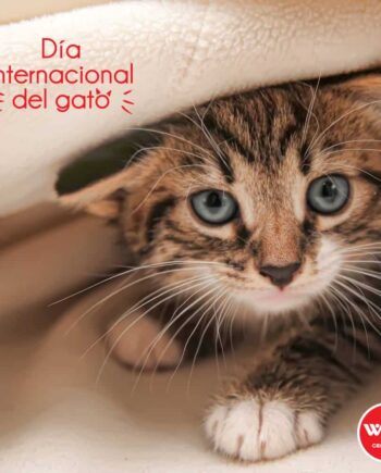 WONG SORTEO “DÍA DEL GATO”