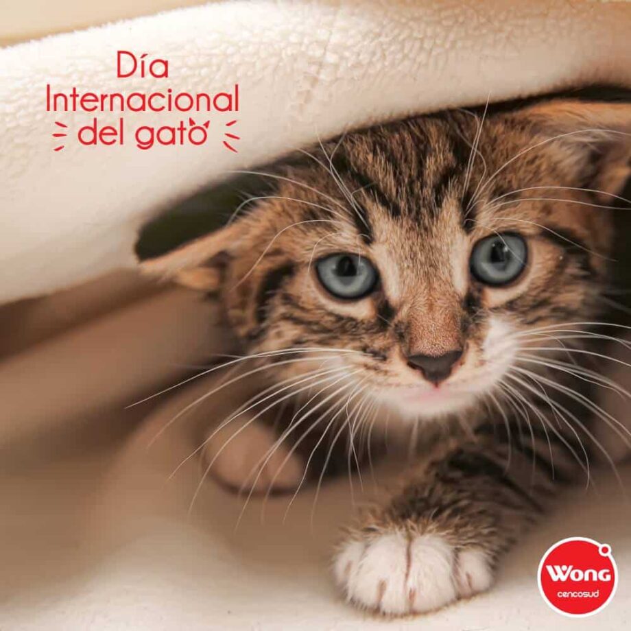 WONG SORTEO “DÍA DEL GATO”